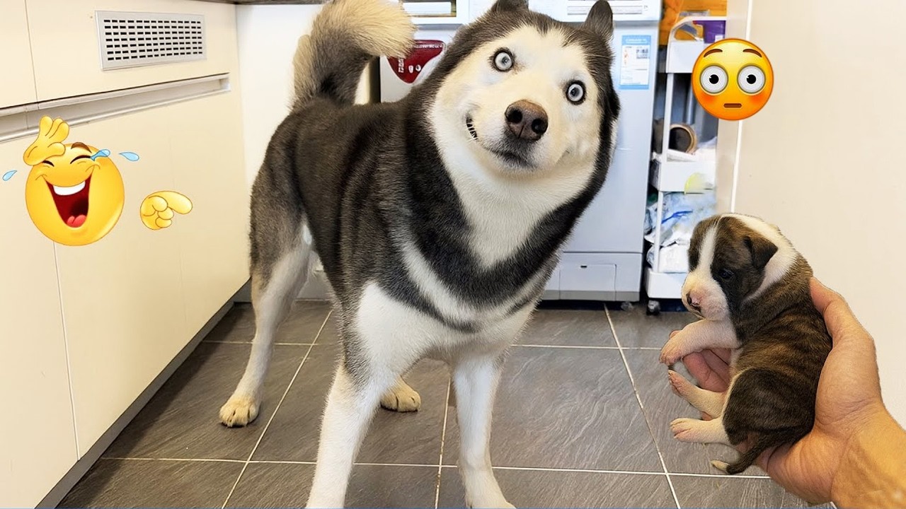 You Will Laugh Nonstop 😂🐶 Funniest Dogs on the Internet 2026! #2