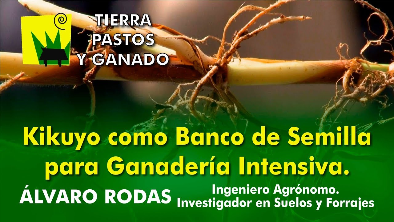Kikuyo como banco de semilla para Ganadería Intensiva