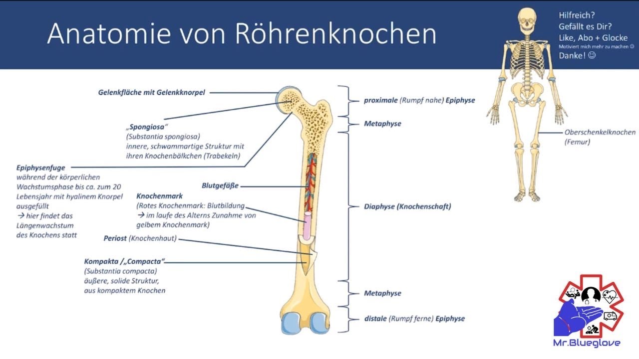 PRÜFUNGSWISSEN: Röhrenknochen Lage und Aufbau/Anatomie - Einfach erklärt! (Rettungsdienst/Pflege)