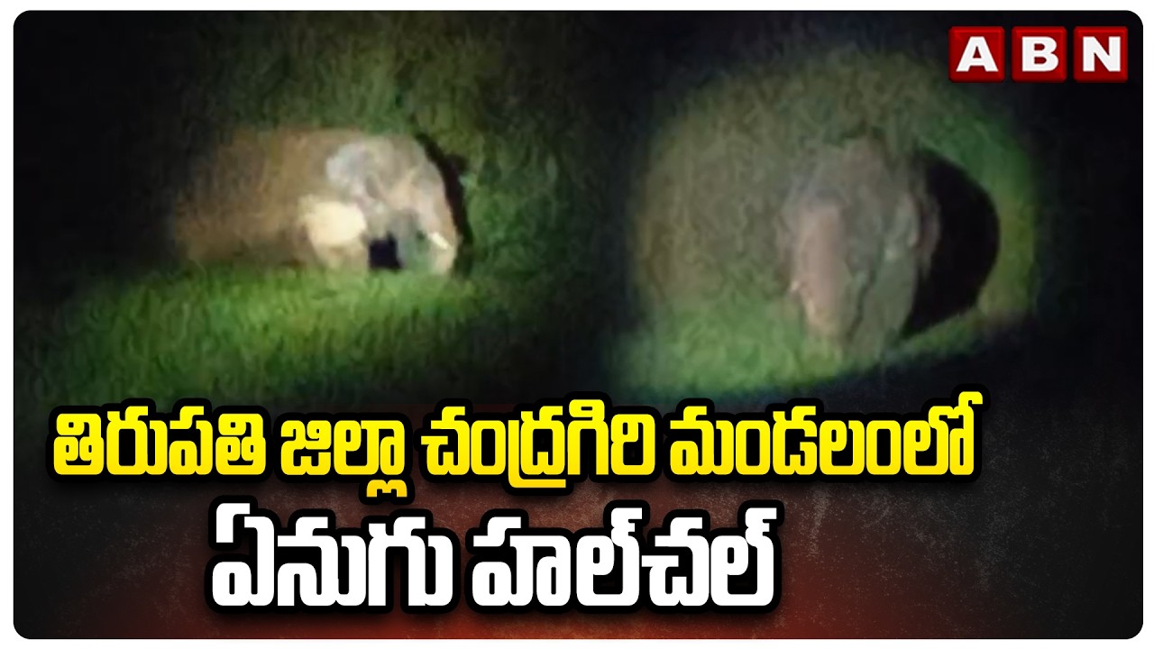 తిరుపతి జిల్లా చంద్రగిరి మండలంలో ఏనుగు హల్‎చల్ | Elephant in Chandragiri Mandal, Tirupati District