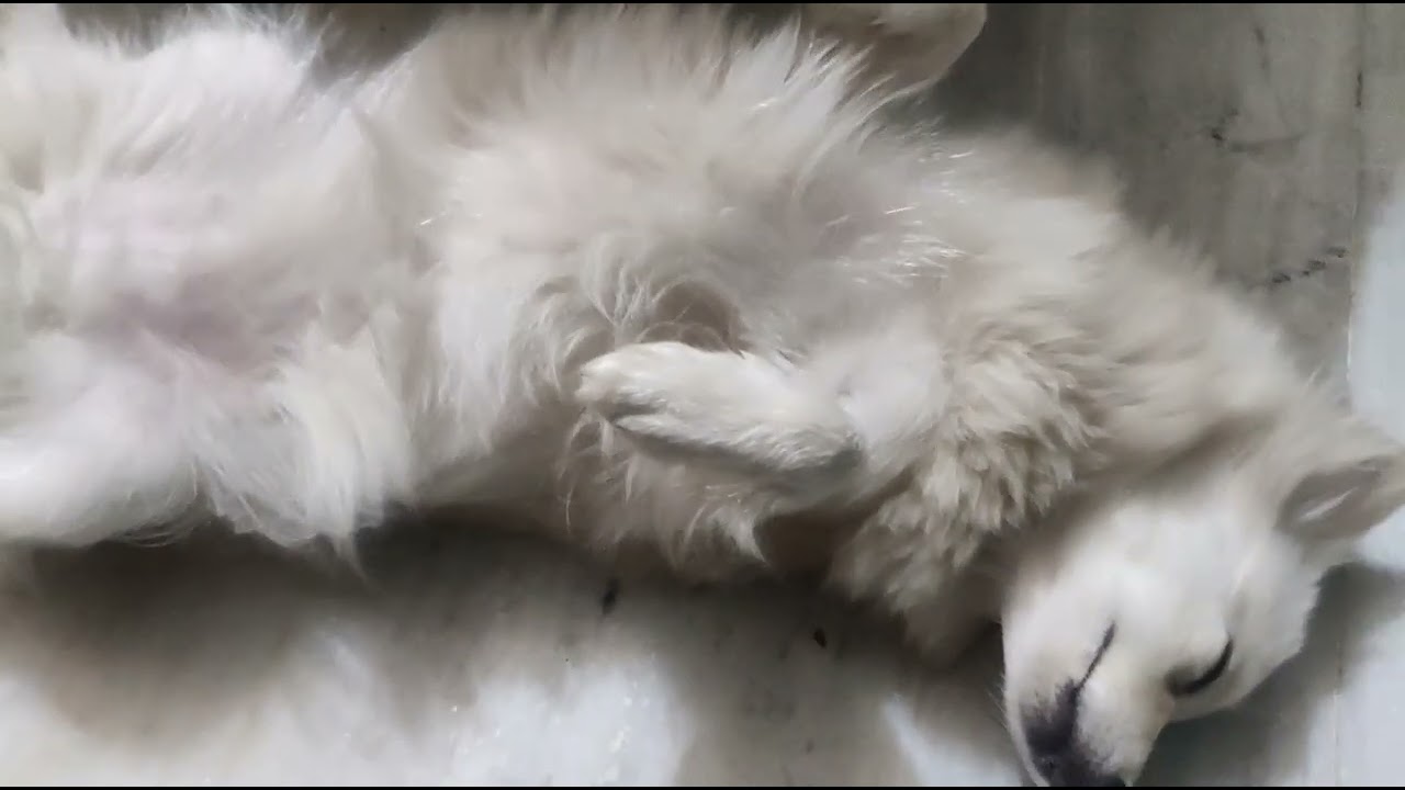 Pyari teenu #sleepingtym#restmode#jaipurbuzz#petlover#sweet