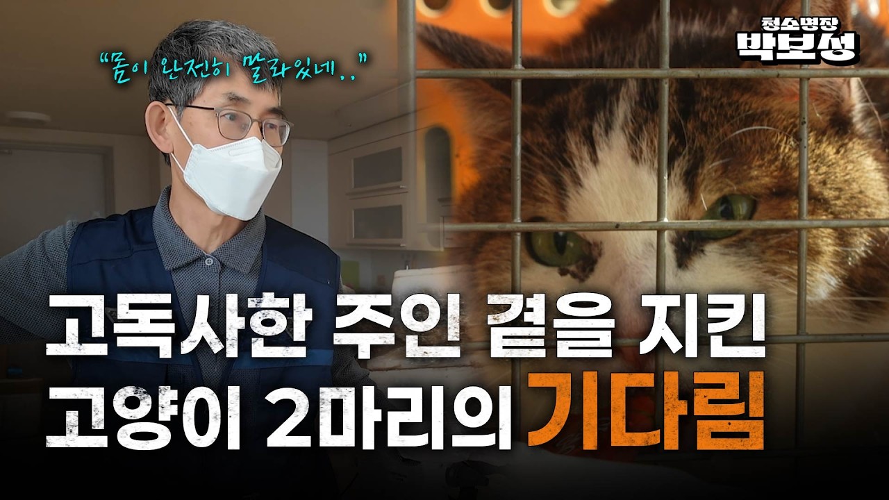 고독사 현장에 남겨진 고양이 2마리.. 결국 구조했습니다.