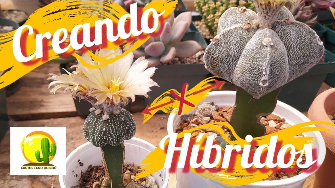 Polinización de un astrophytum myriostigma X astrophytum asterias. // CACTUS LAND QUICHÉ #hibrido