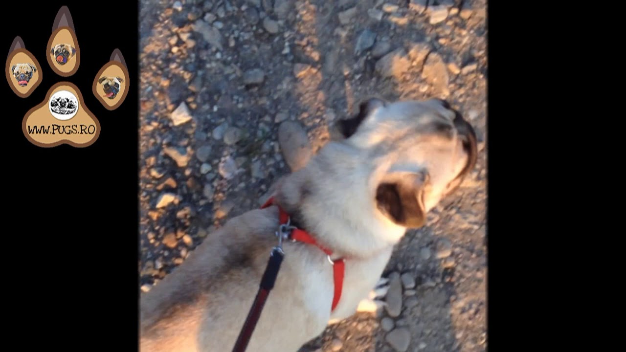 Nyssa The Pug Has Trouble Breathing