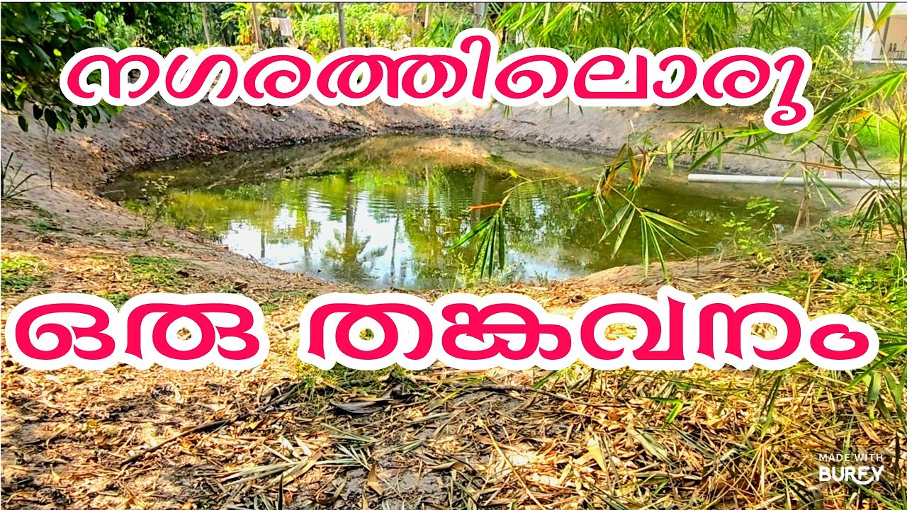 Nagarathiloru Thankavanam /നഗരത്തിലൊരു തങ്കവനം ❤️