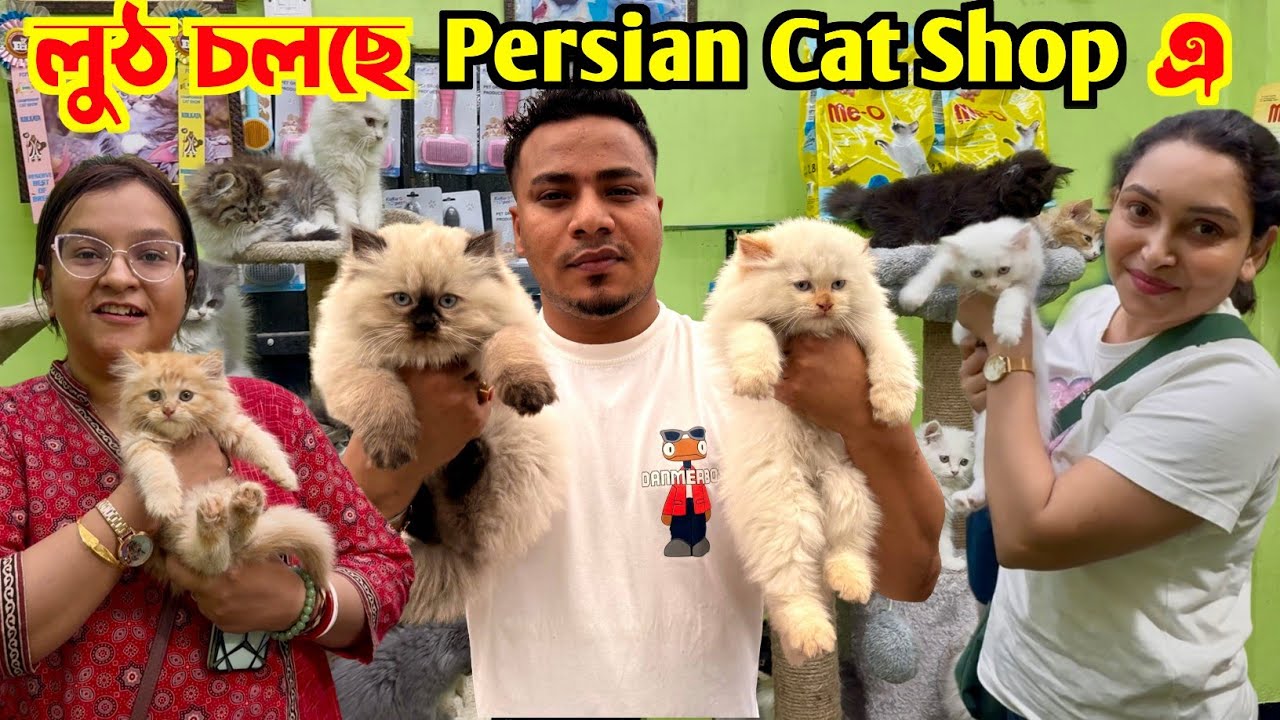 Persian Cat's Sale Low Price. Cat Market in Kolkata. Kolkata Cat Market.