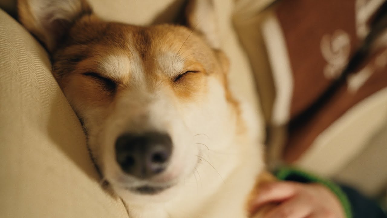 くいちゃん、宮城の実家で大暴れ！？年末年始帰省編！