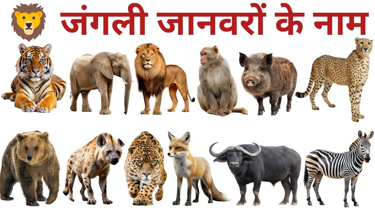 Wild Animals Name for Kids | जानवरों के नाम | Kids Learning Hindi