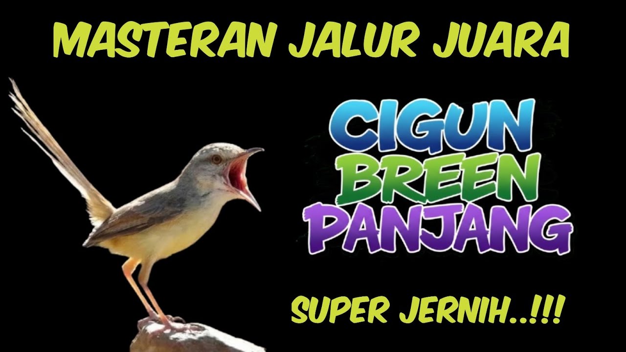 Dahsyat !! MASTERAN CIGUN BREN PANJANG SUPER JERNIH