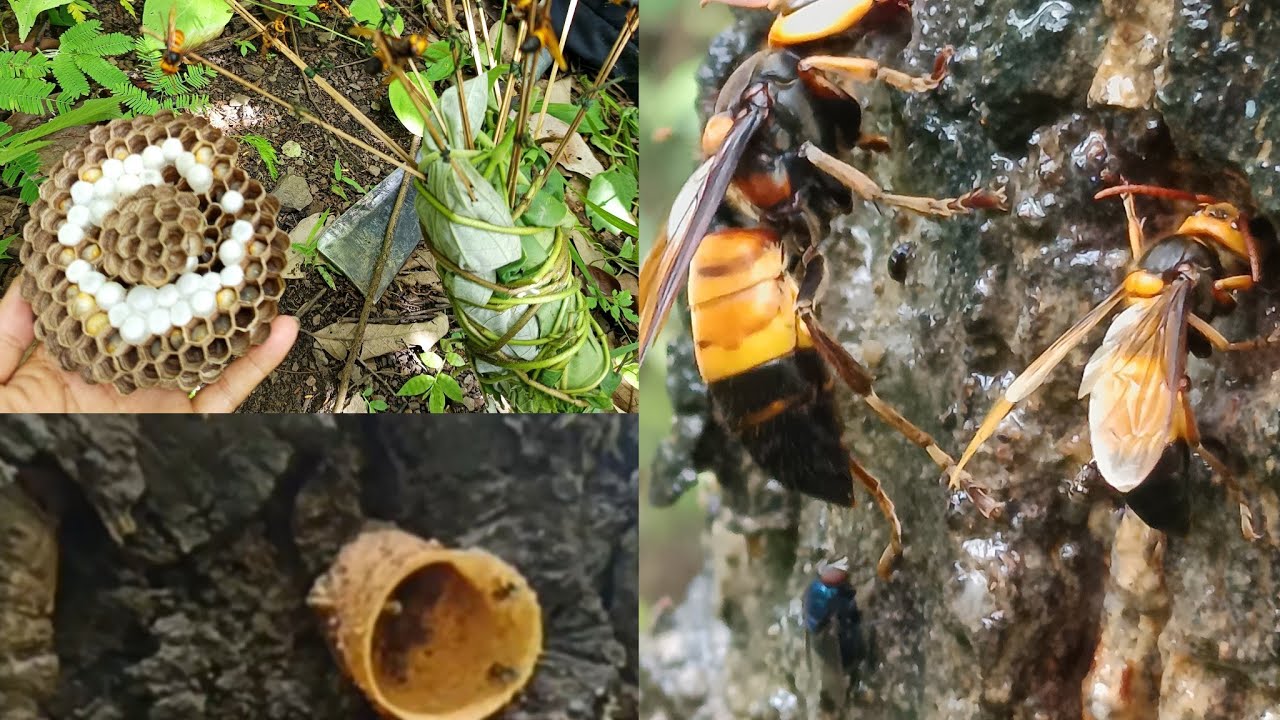 Asian Hornet | Stingless bee 