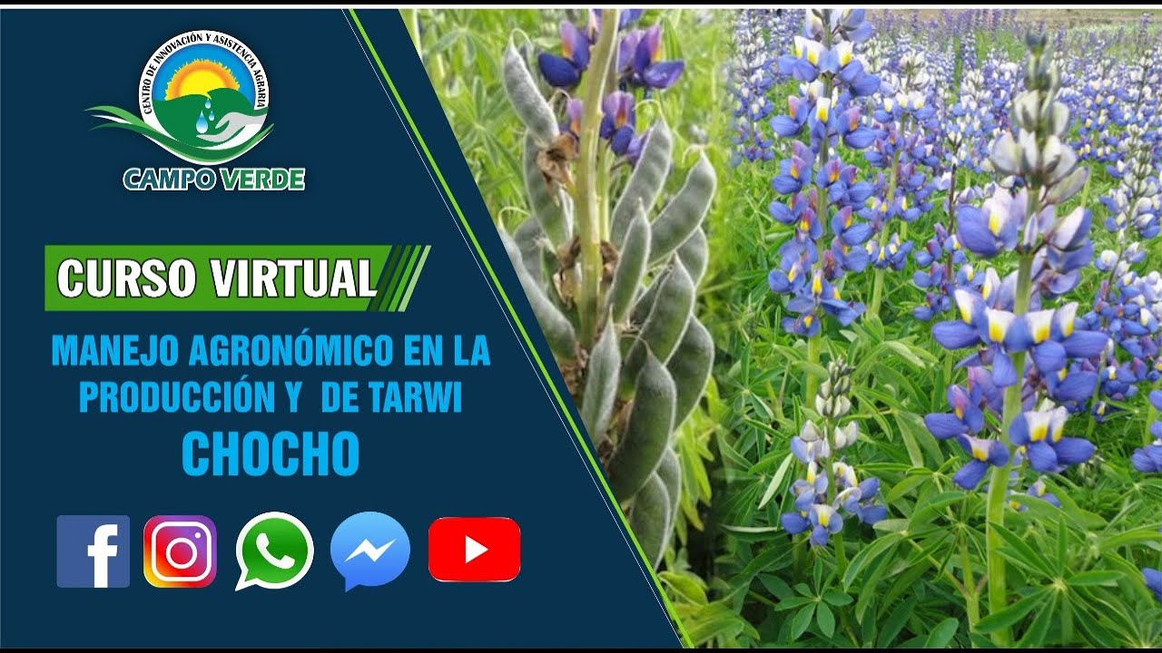 ✅ Manejo Agronómico en la Producción de Tarwi