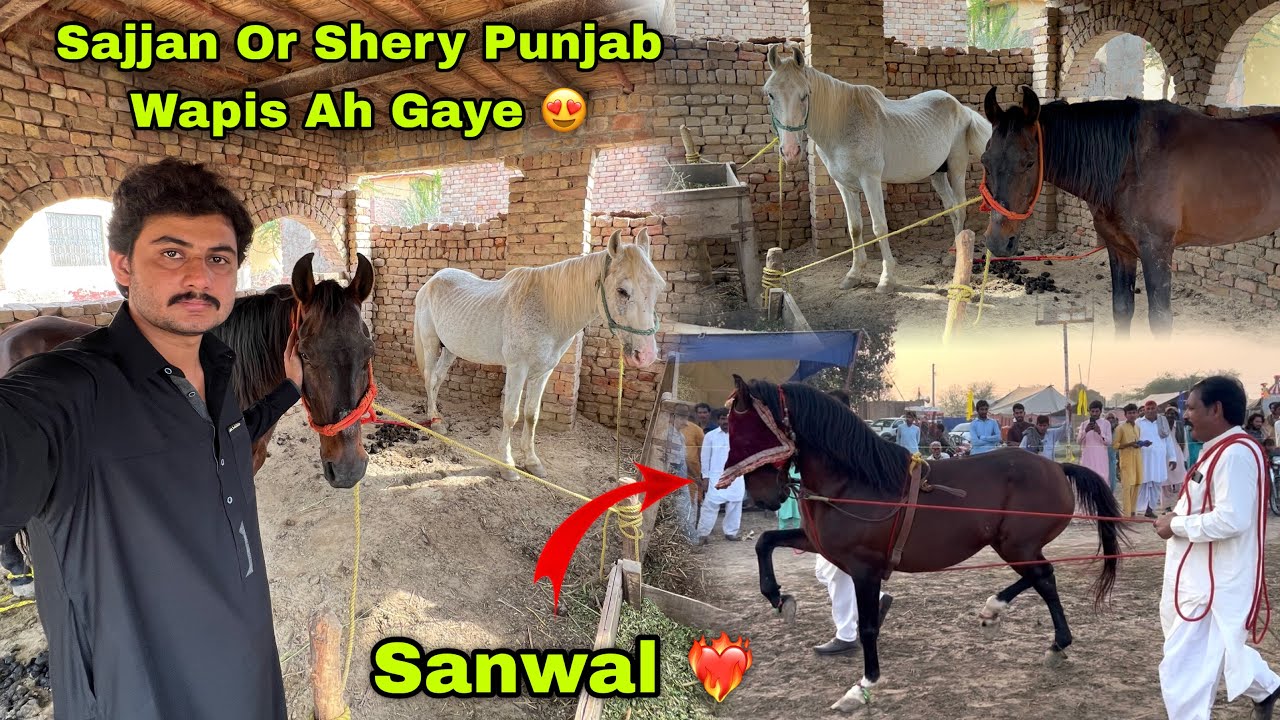 Hmare Sajjan Or Shery Punjan Ghordy Wapis Ah Gaye ❤️ || Sanwal Nay Mele Jeet Lia 😍