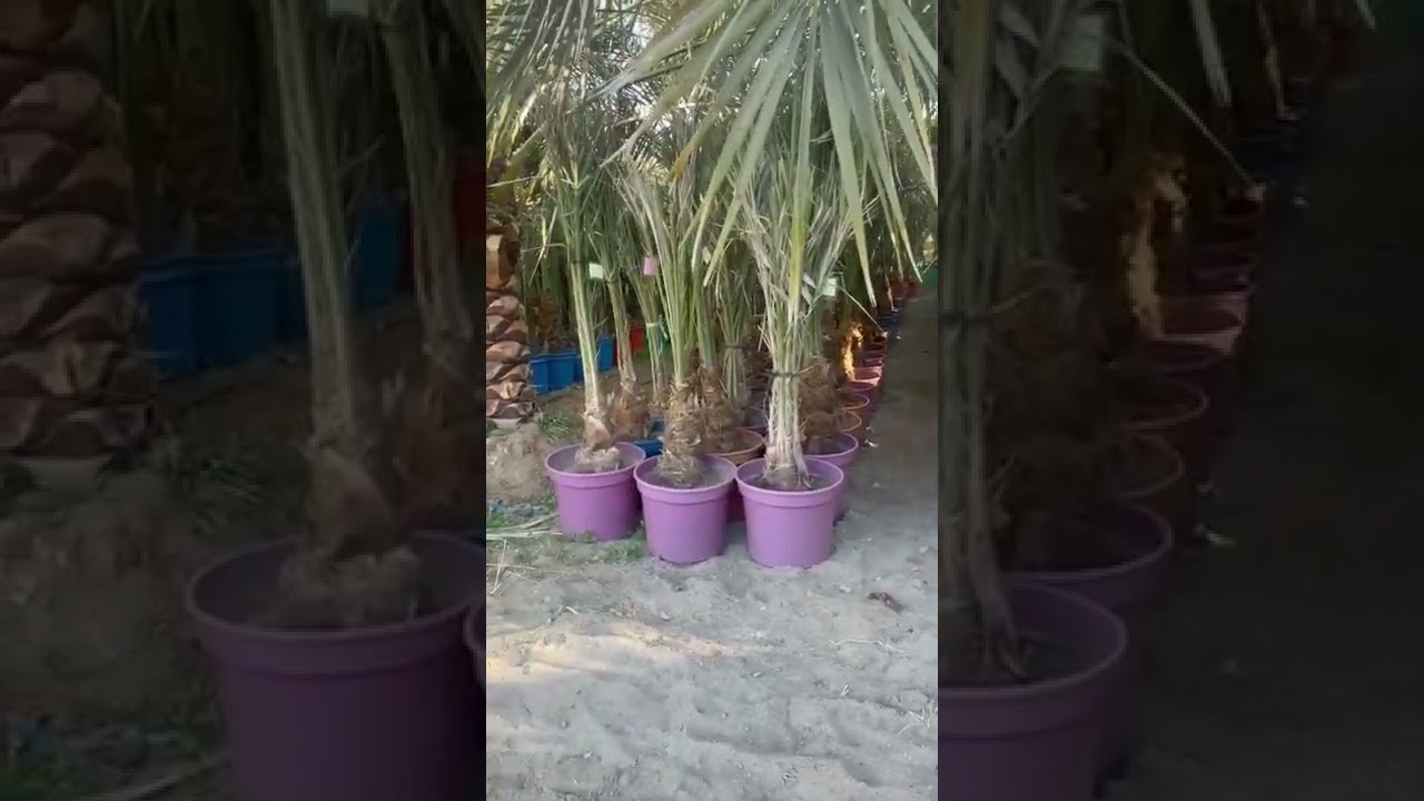 فسائل عجوة المدينة والمجهول🌴 | ادعمو القناة بلايك ومشاركة (لتشجيع ودعم زراعة النخيل في كل بقاع الارض