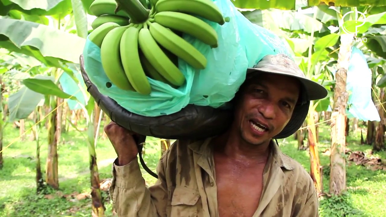 Bananero - Zona Bananera (Magdalena)
