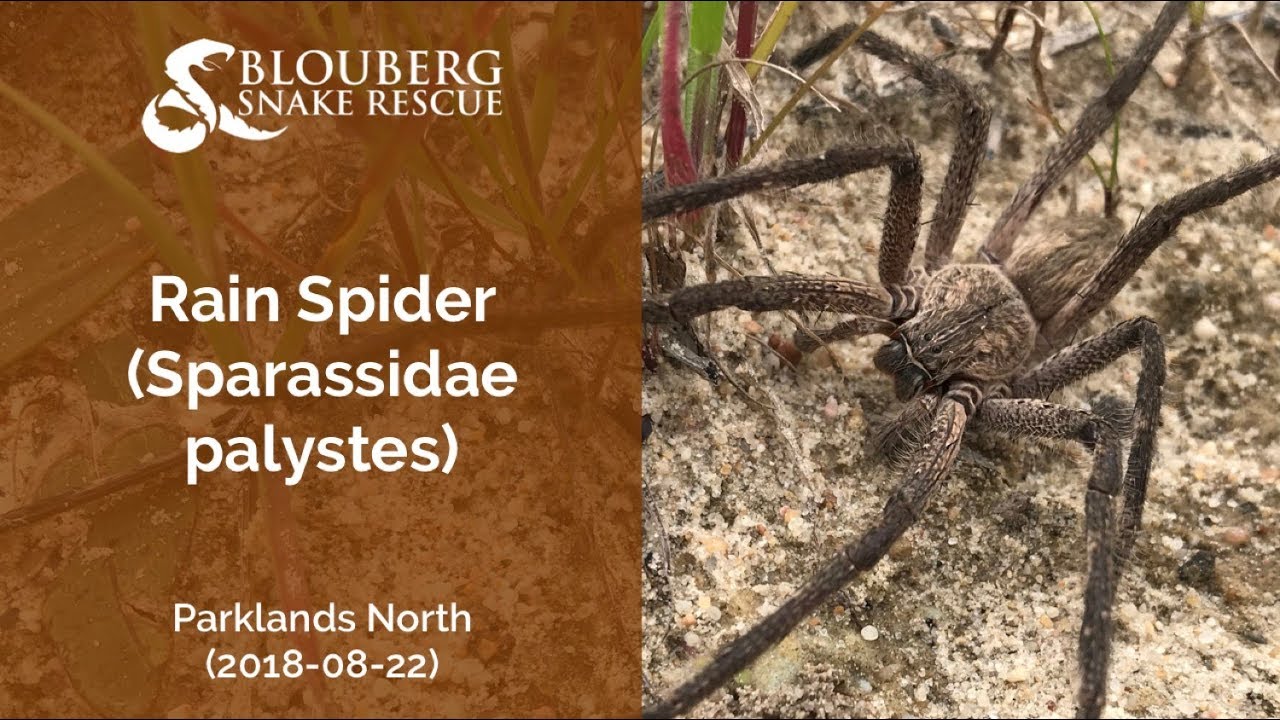Rain Spider near Parklands North (20180822)