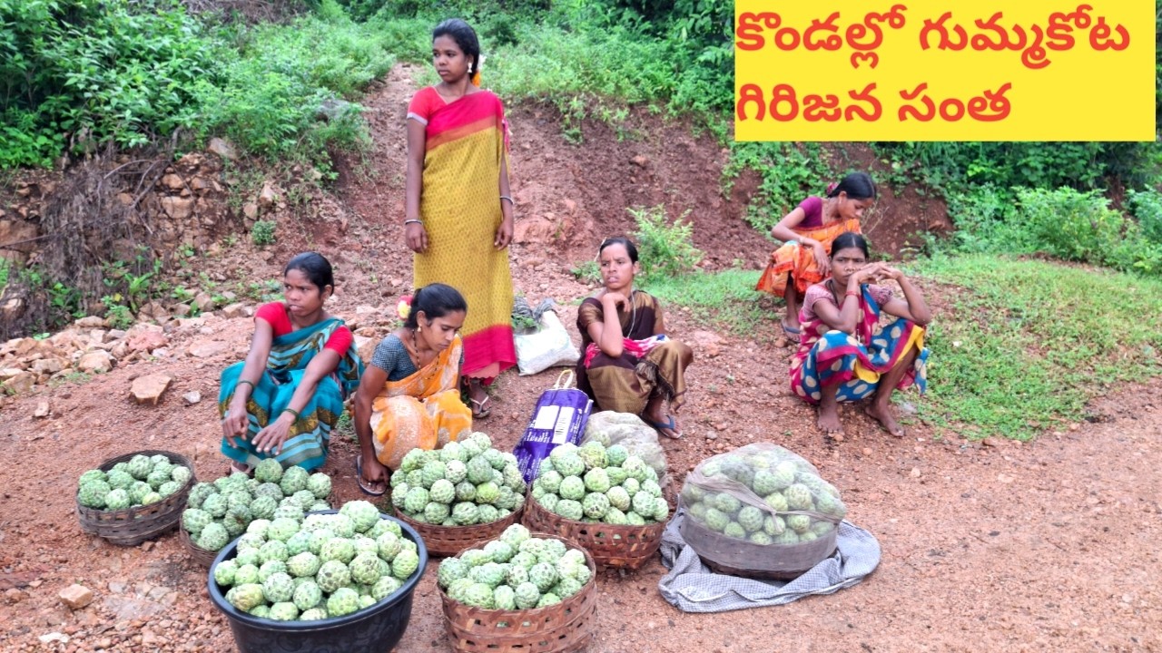 గుమ్మకోట గిరిజన సంతలో సీతాఫలాలు || custard apple in gummakota tribal market || gummakota santha