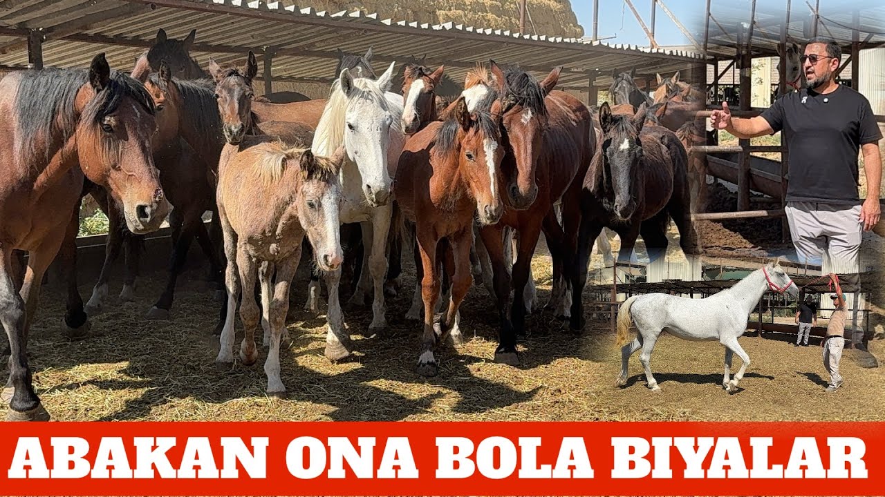 BAXTIYOR AKA 800 TALIK OT FERMASI ONA BOLA ABAKAN BIYALA NIGINA YOSHI 9 da 