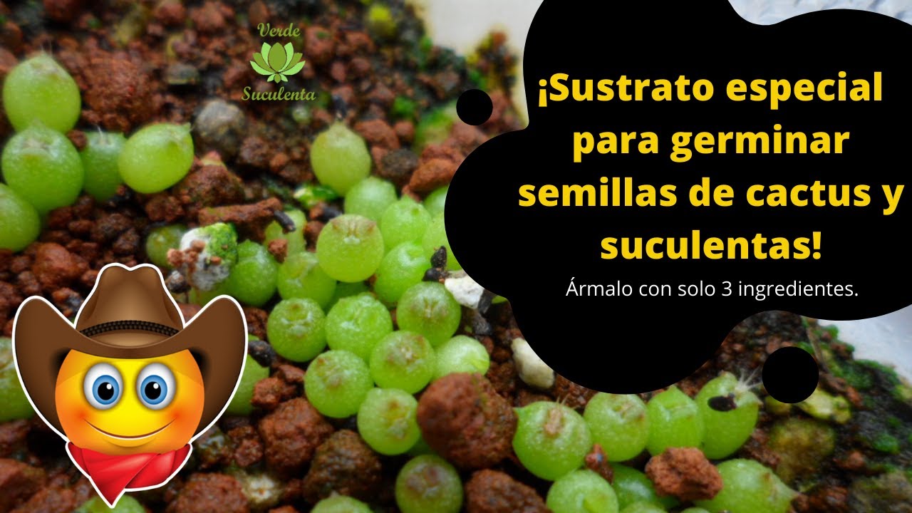 Sustrato para plantar SEMILLAS de CACTUS y SUCULENTAS.