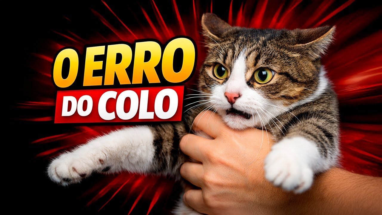 O erro que faz o gato fugir do colo