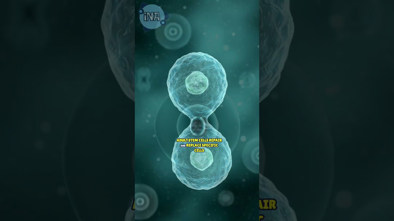 The Power of Stem Cells: Explained!