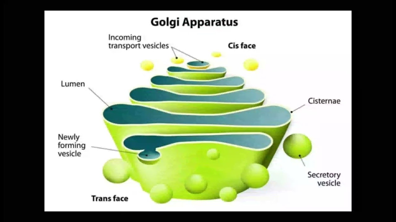 Biology class 8Chapter 1