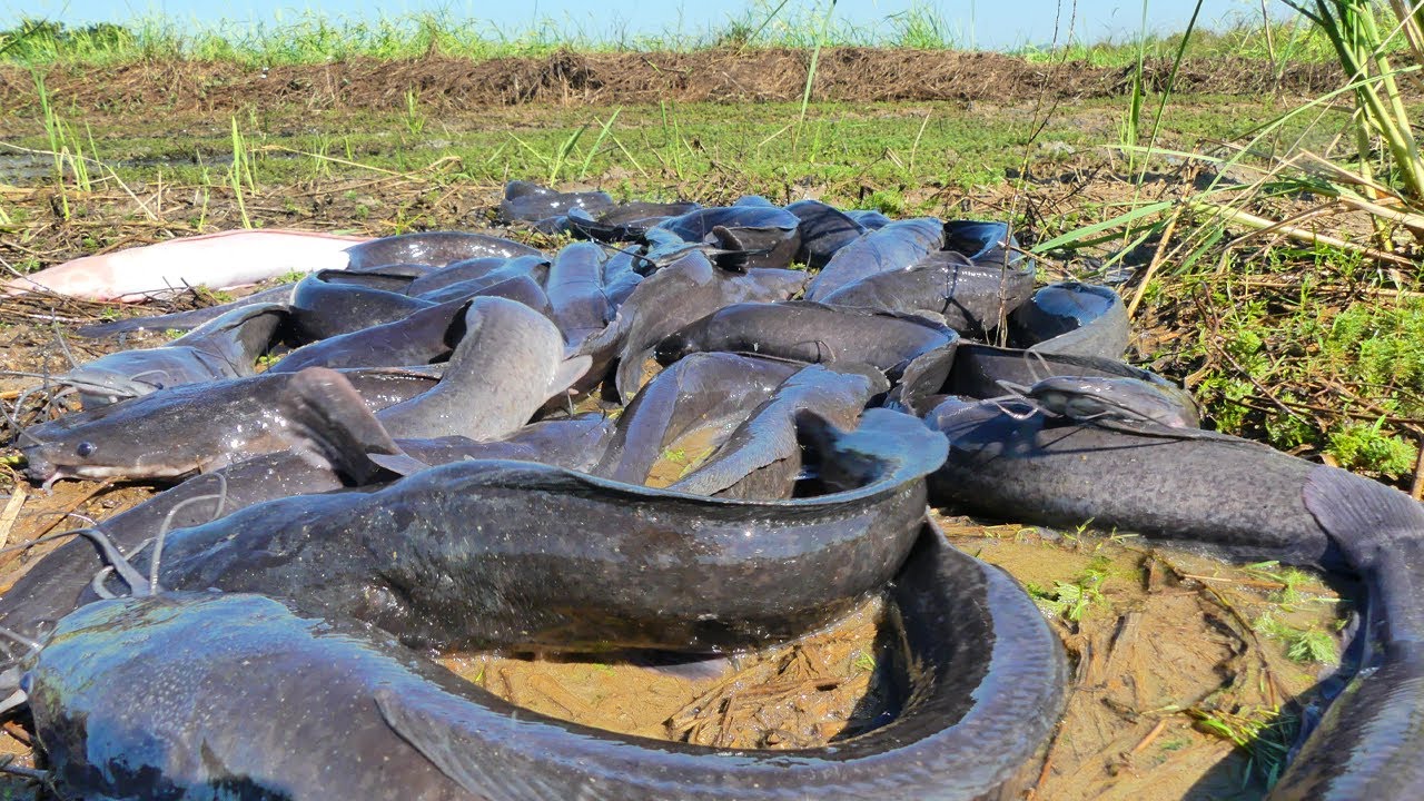 Mass Catfish Harvest in Rural Wetlands | Traditional Fishing