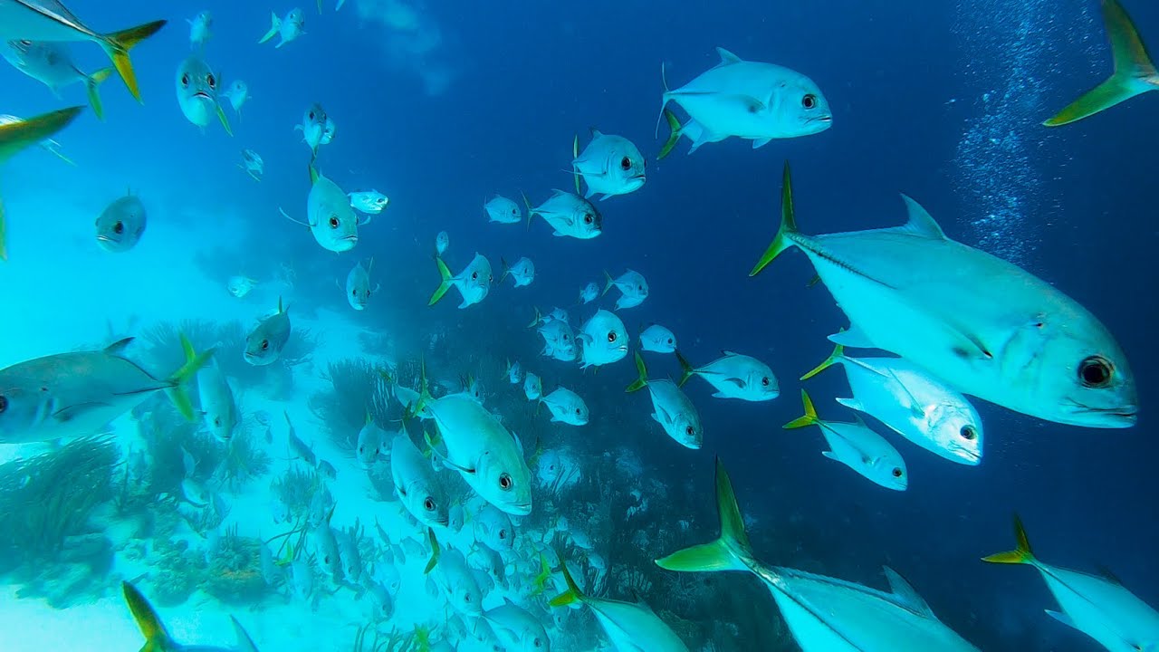 Best Bonaire Reef ID ep. 17 in 2021 | A Diver's Life