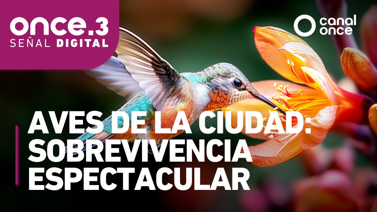 Naturaleza espectacular - Aves de la ciudad: sobrevivencia espectacular
