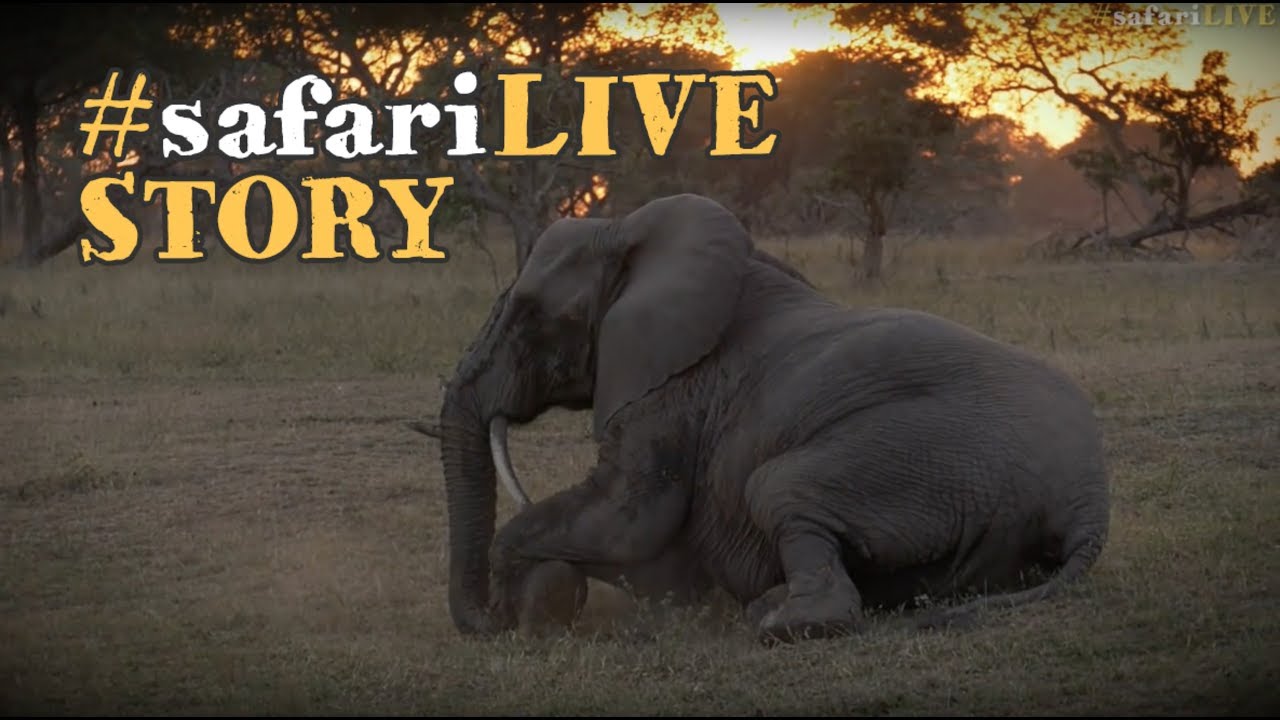 Elephant in distress