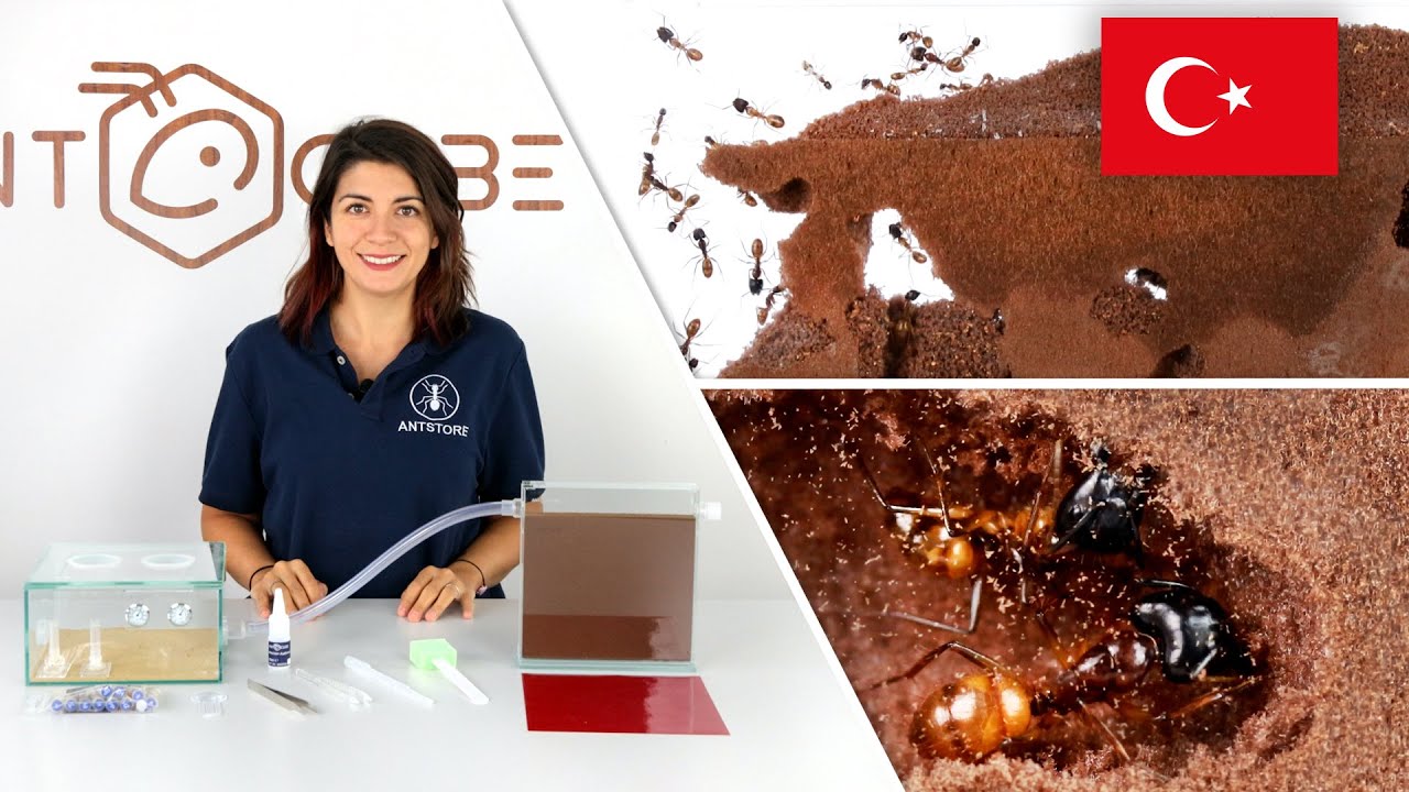 Karıncalar i&ccedil;in ANTCUBE Başlangı&ccedil; ​​Seti Digfix