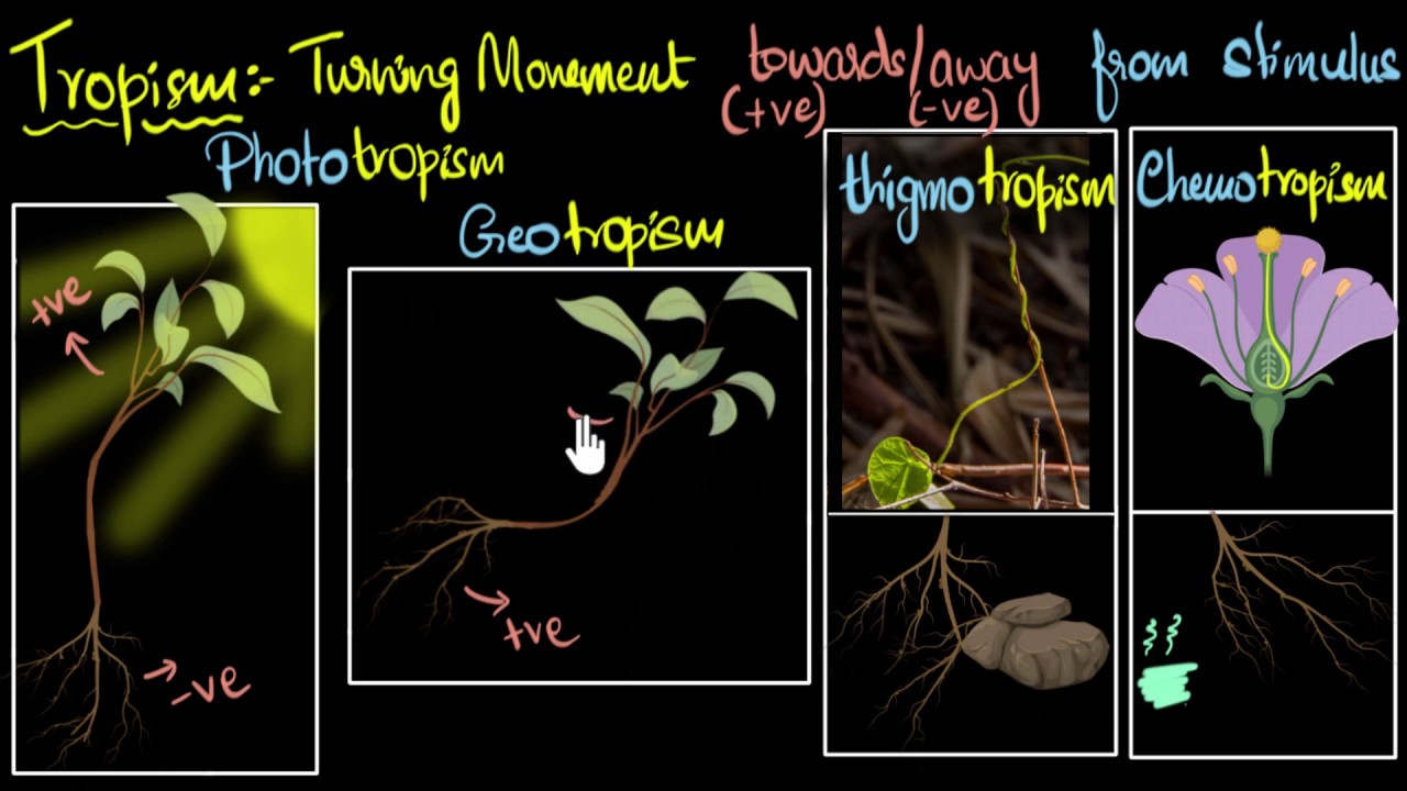 Tropism (Types, positive & negative) | Control & Coordination | Biology | Khan Academy