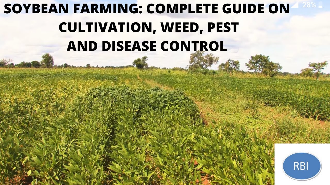 SOYBEAN FARMING PART 1: Land Preparation, Planting, Weed, Pest and Disease Control