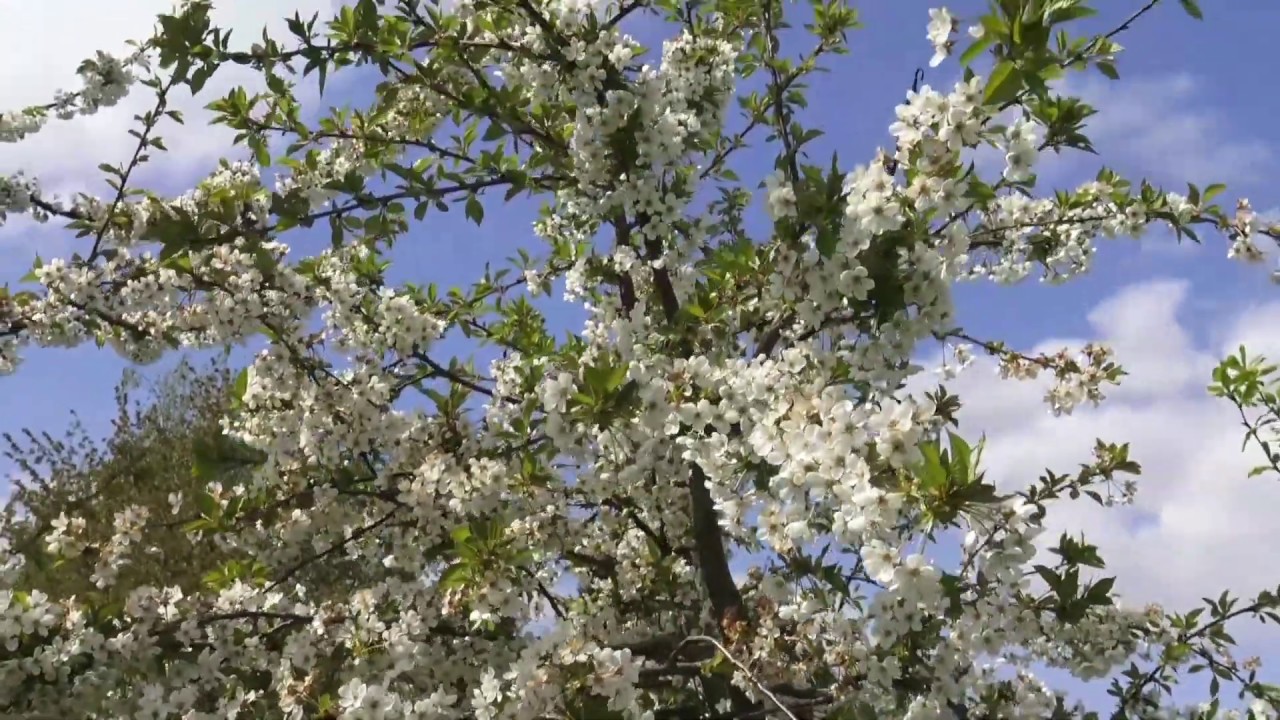 Gartenrundgang April 2020 - Obstbl&uuml;te im Obstgarten Rosenweide