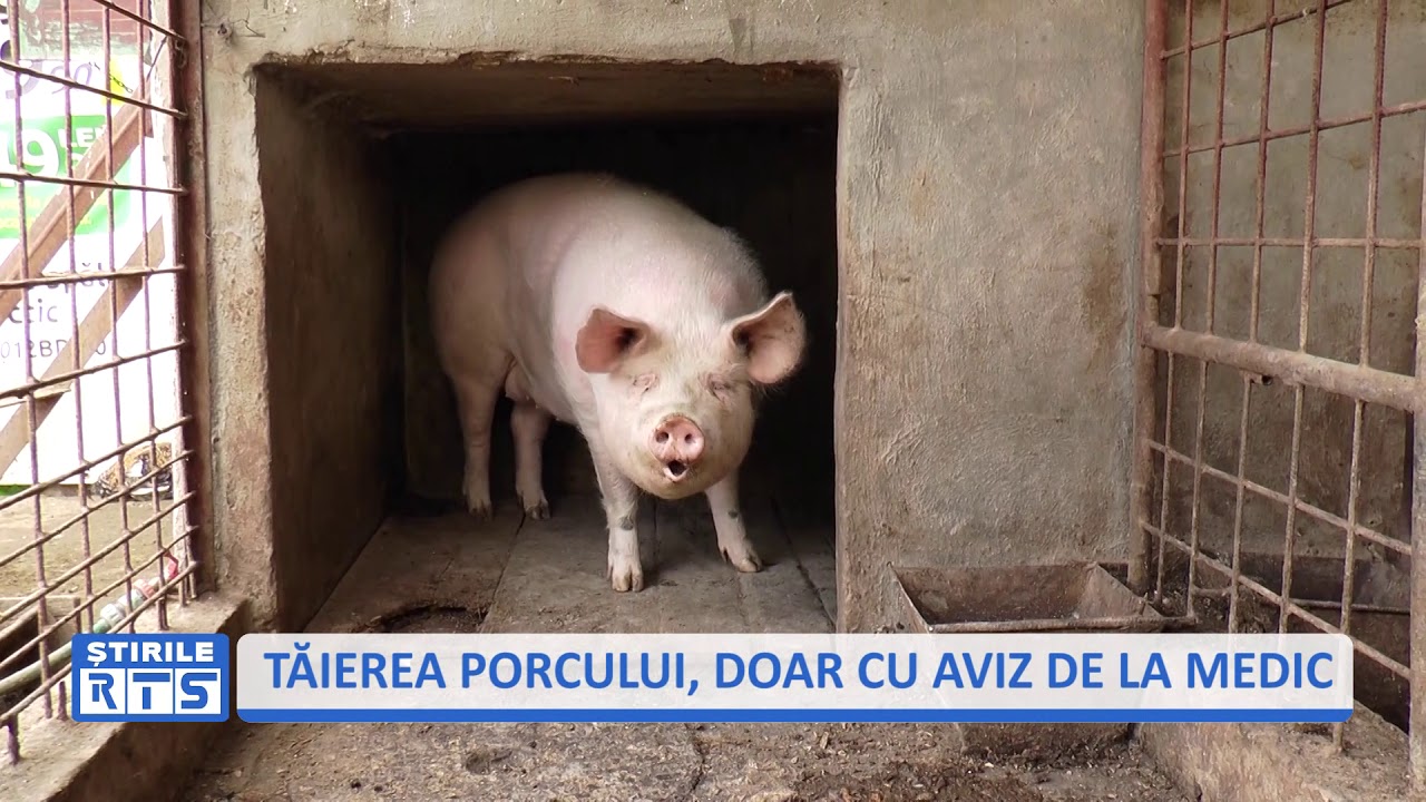 TĂIEREA PORCILOR DOAR CU AVIZ DE LA MEDIC