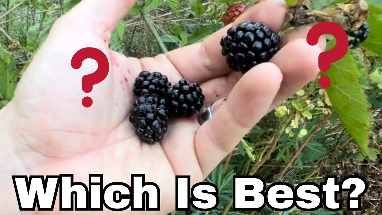 Should You Grow Triple Crown Thornless BlackBerry? Thornless Vs. Invasive Blackberry