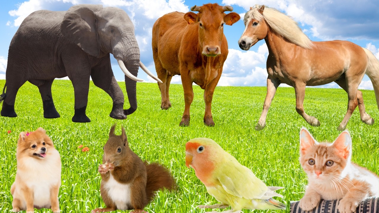 Beautiful Animals and Pets: Giraffes, Squirrel, Horse, Sheep, Parrot, Dog, Cat-Animal Moments