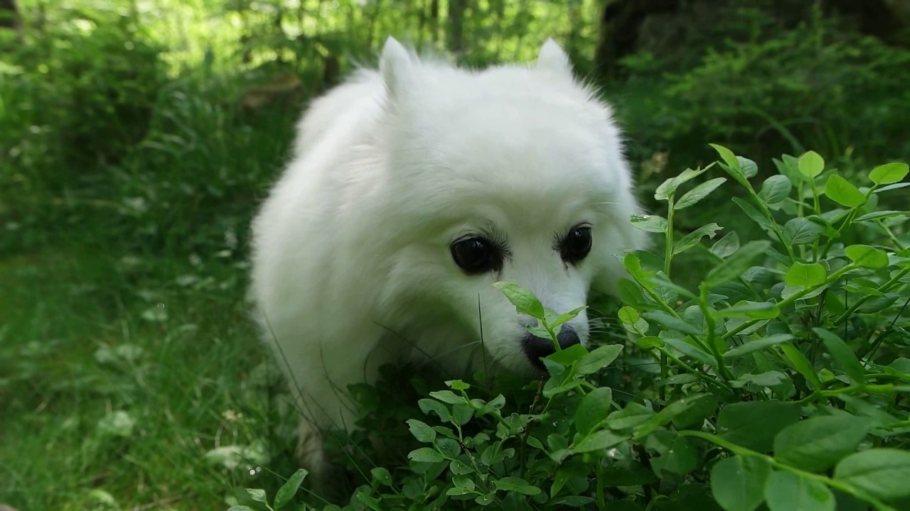 Dogs Eat Grass -- Acid Reflux -- Dog Eating Grass Vomiting Yellow Bile