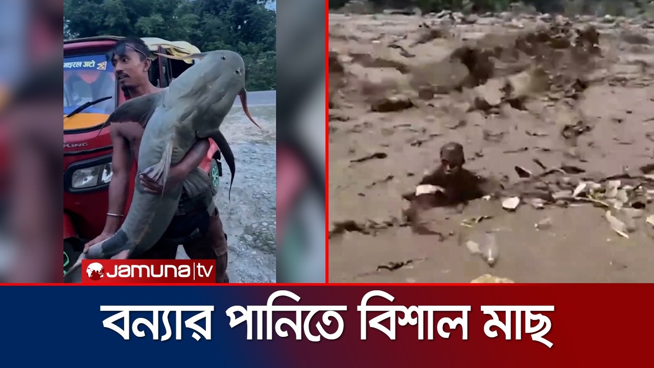 নেপালে উত্তাল স্রোতে ঝাঁপিয়ে বিশাল মাছ শিকার, সতর্ক করল প্রশাসন | Nepal | Fish Catching | Jamuna TV