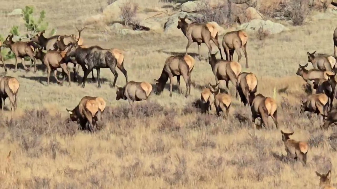 Huge elk herd near Estes Park running #love #lifeisbutadream #photography 