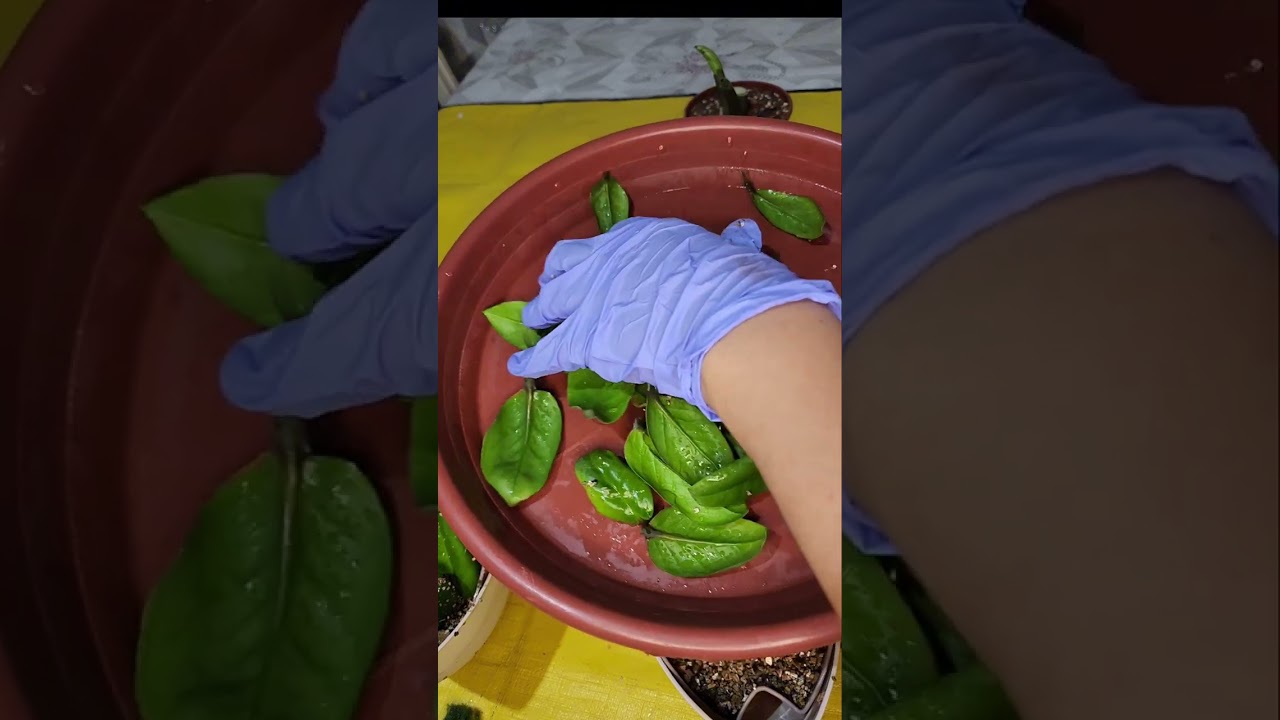 N⁰-389. ЗИНЗИ ГУЛИНИ ЯНГИЧА УСУЛДА КУПАЙТИРАМИЗ🥰🥰🥰