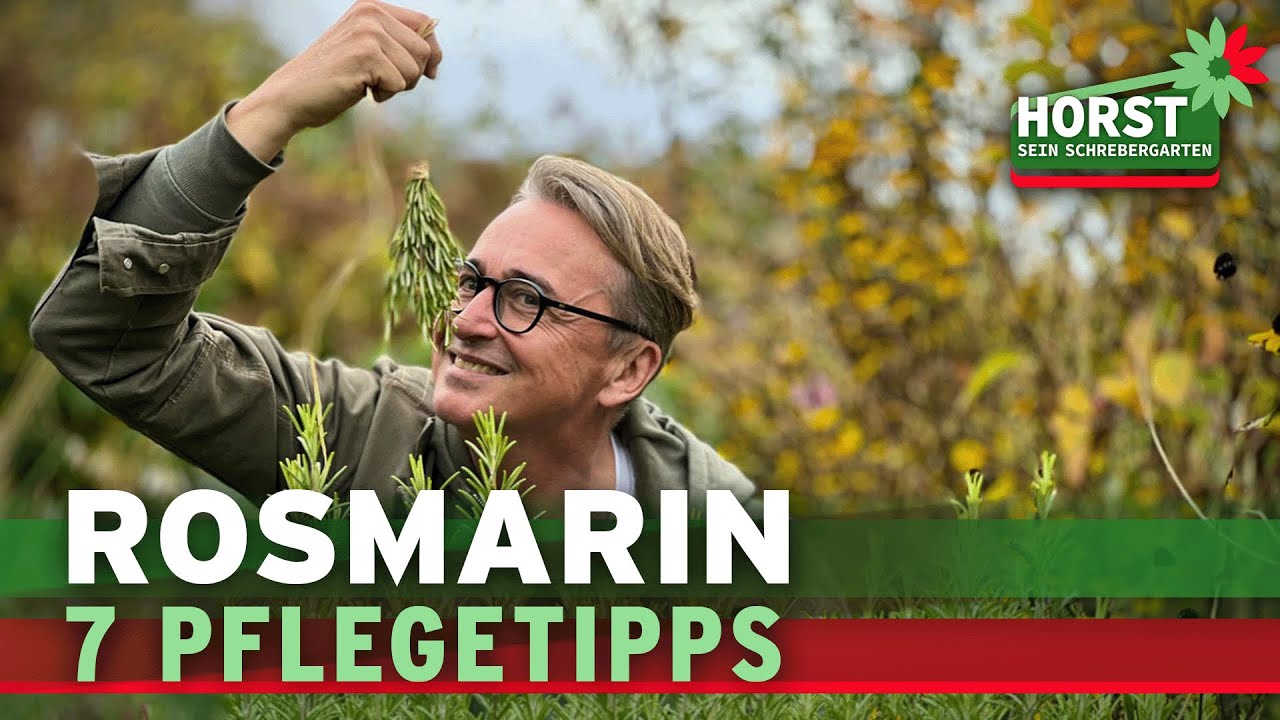 Rosmarin schneiden, gießen, trocknen, vermehren - 7 wichtige Tipps | Horst sein Schrebergarten