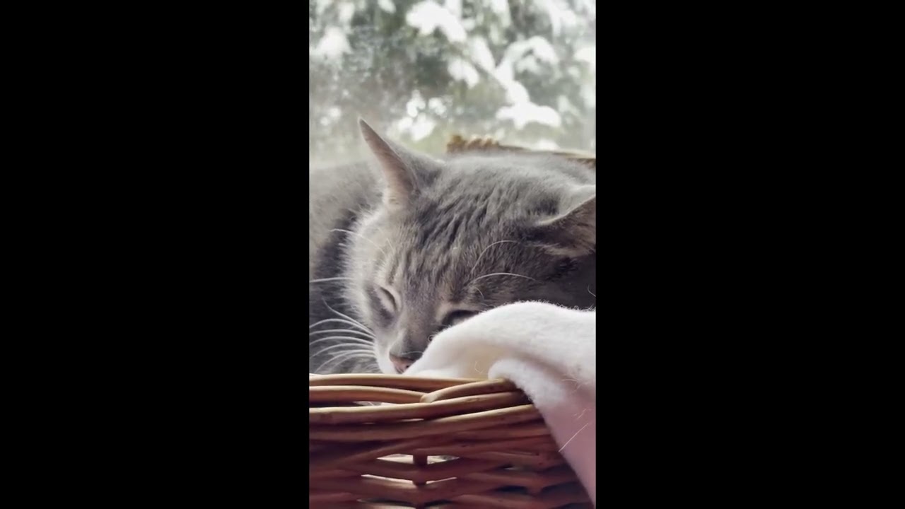 Do Not Disturb - Cat Napping