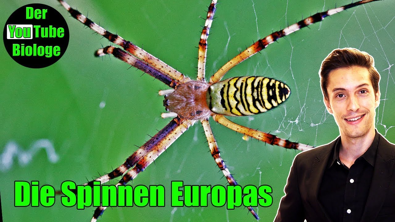 Ist die Wespenspinne gef&auml;hrlich?