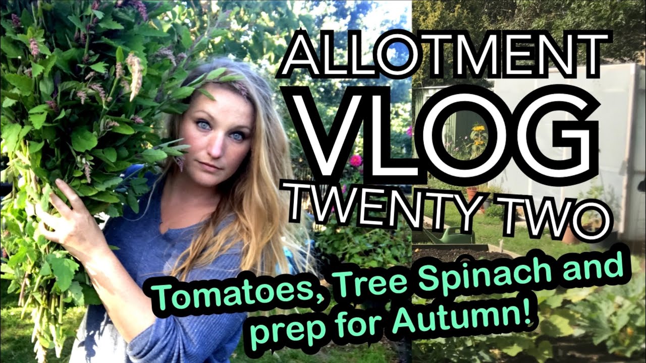 ALLOTMENT VLOG TWENTY TWO - Tomato Seed Saving, Tree Spinach and Transplanting Chard!