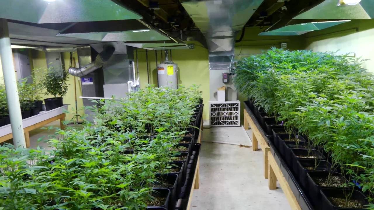 SUBLBC Nurseries Blowing Up!