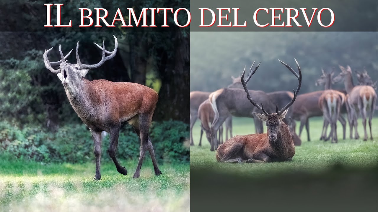 Fotografia naturalistica sul campo (WILDLIFE PHOTOGRAPHY) - Il bramito del Cervo