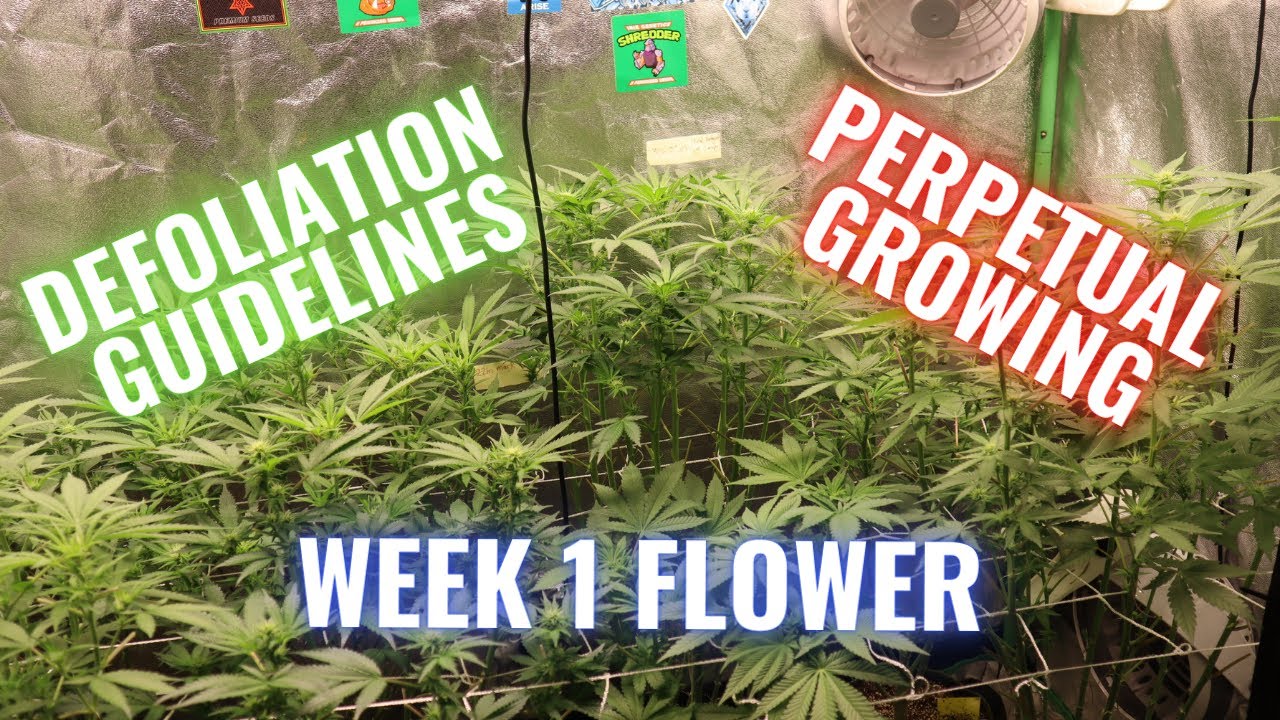 WEEK 1 FLOWER, DEFOLIATION GUIDELINES & PERPETUAL GROWING
