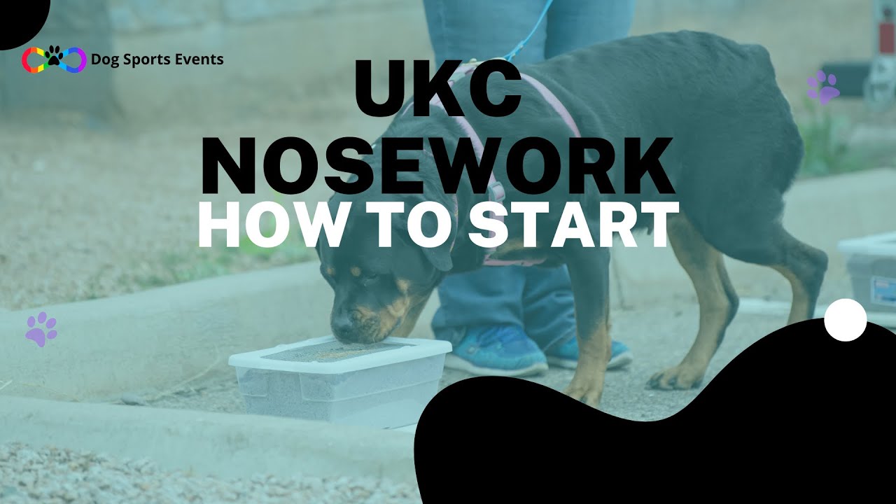 How to Start UKC Nosework Dog Sports 101