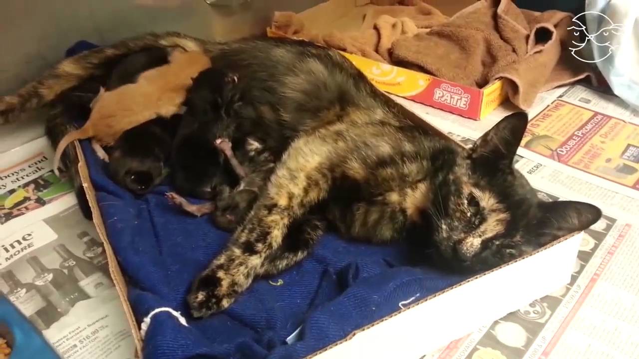 M&iacute;sticas y juguetonas: &iexcl;adopta una gata carey!