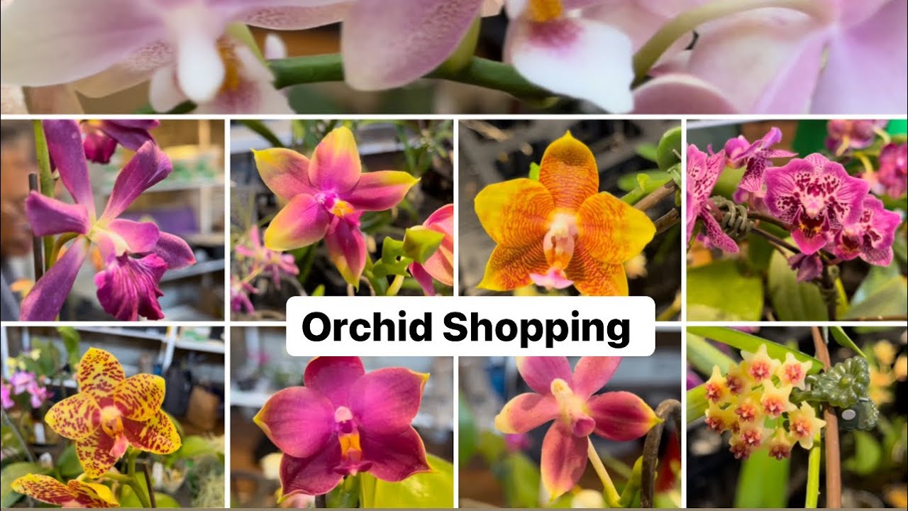 Orchid shopping @ Southern Ontario Orchid Society plant sale #orchid